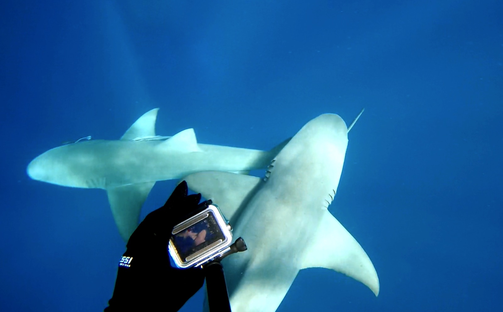 A gloved hand holding a GoPro up toward a shark passing overhead