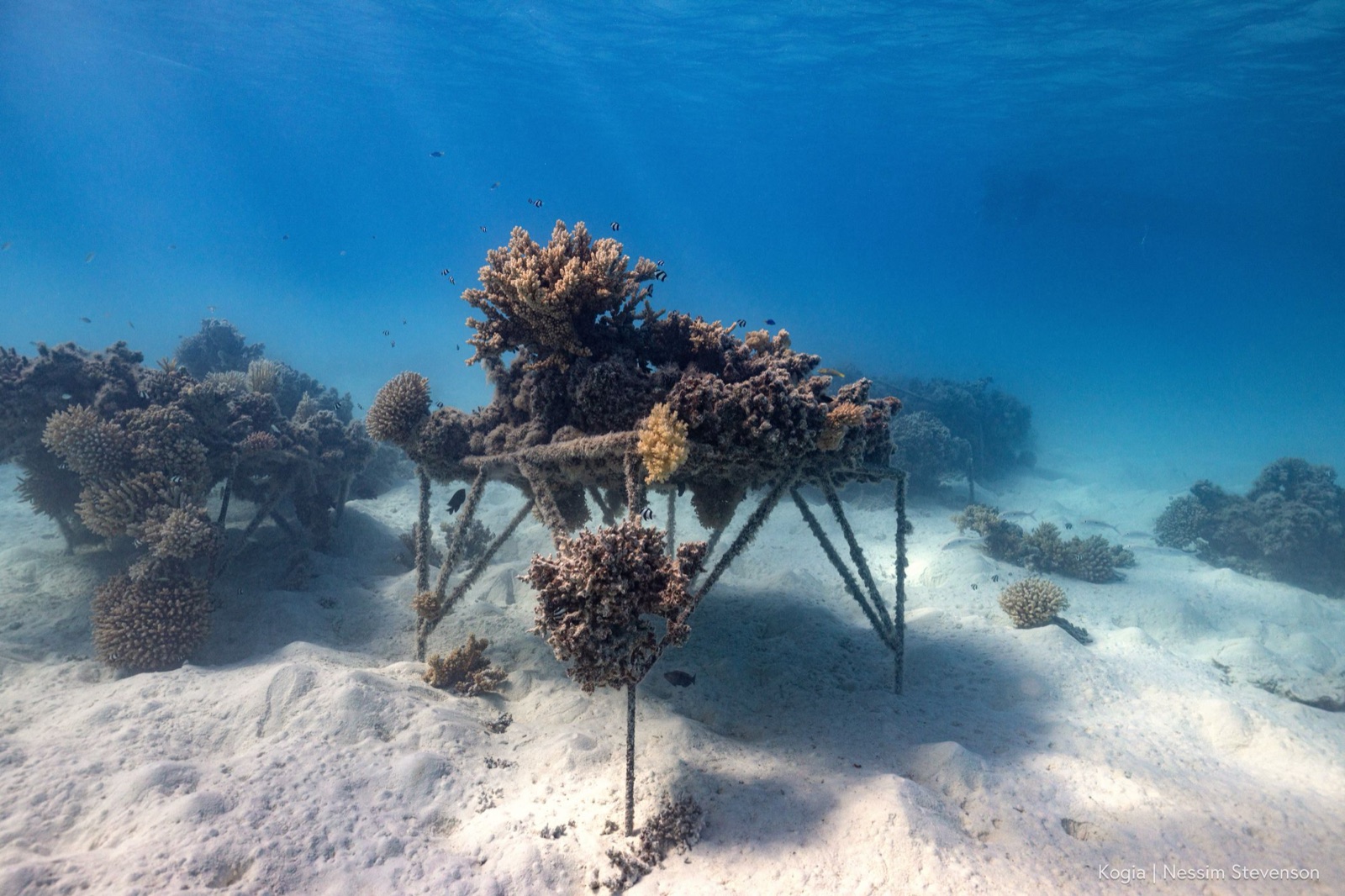 A diver tending coral nursery structures surrounded by reef fish
