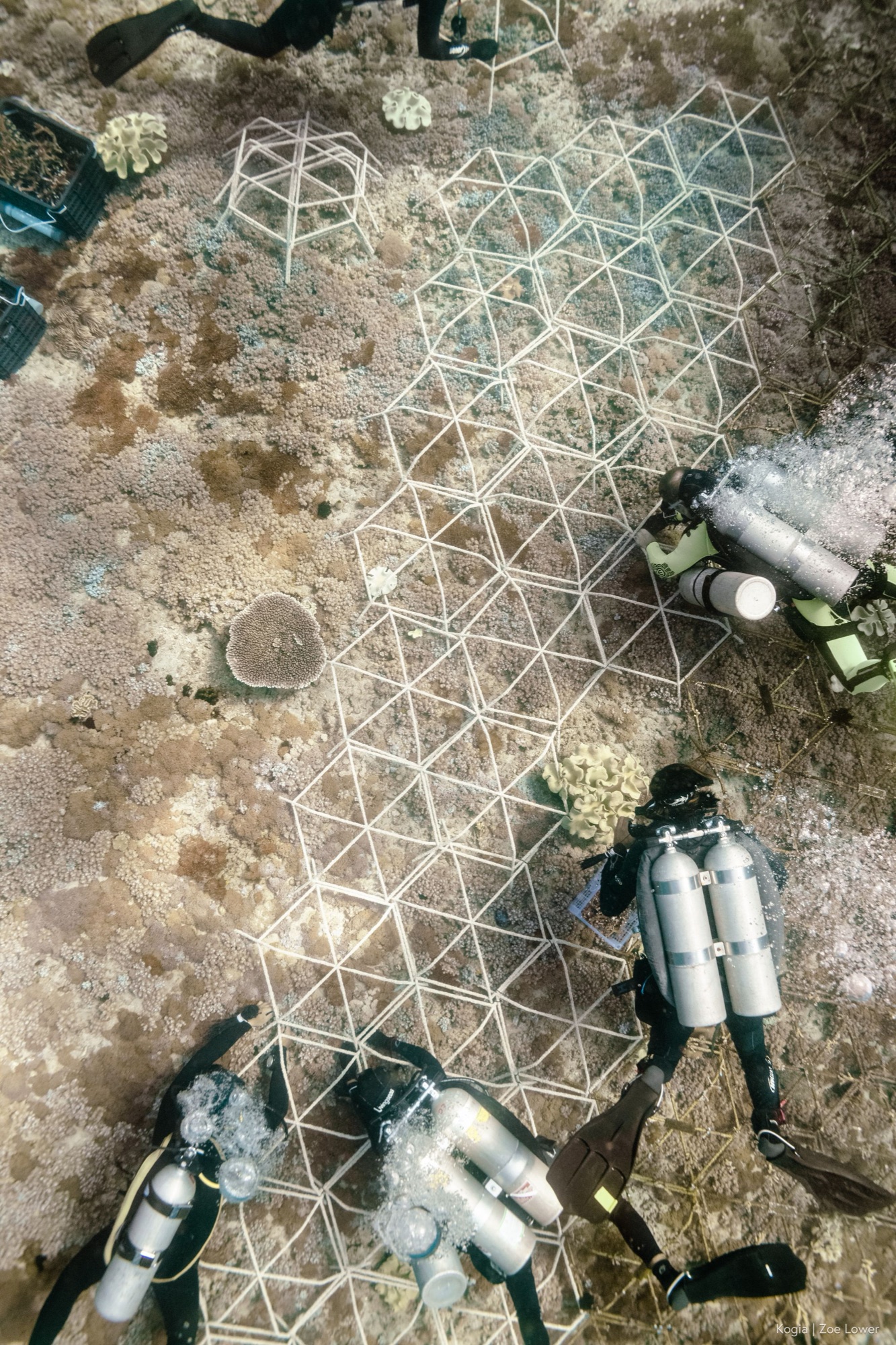 Divers placing metal frames to restore coral