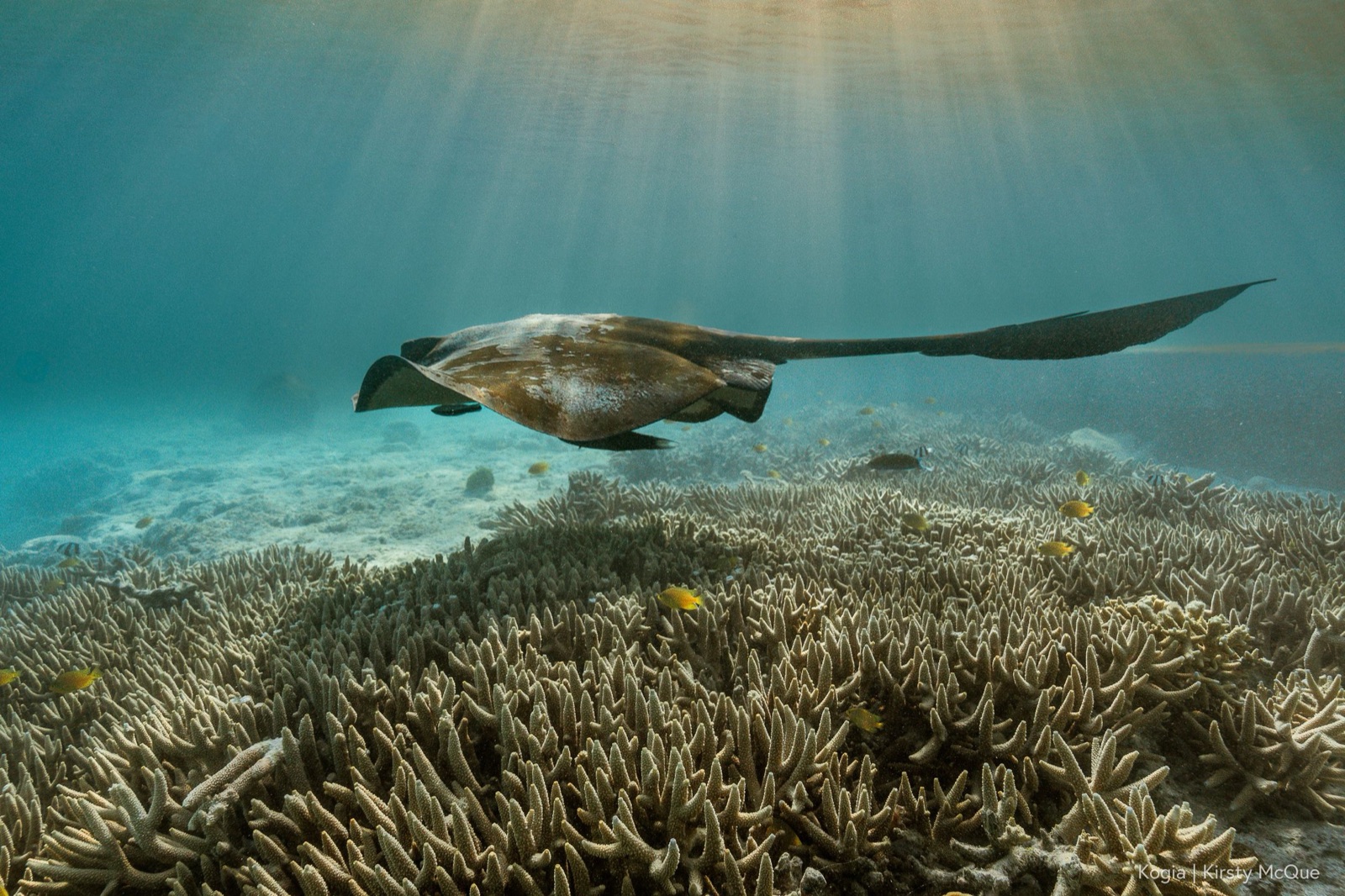 A stingray gliding over a sunlit shallow coral reef