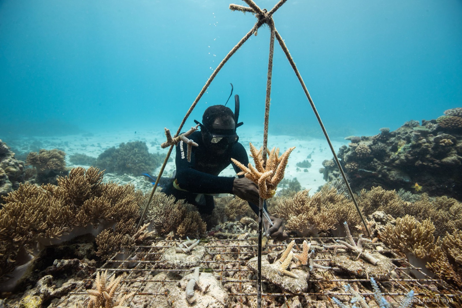 A freediver gliding alongside a vivid coral wall