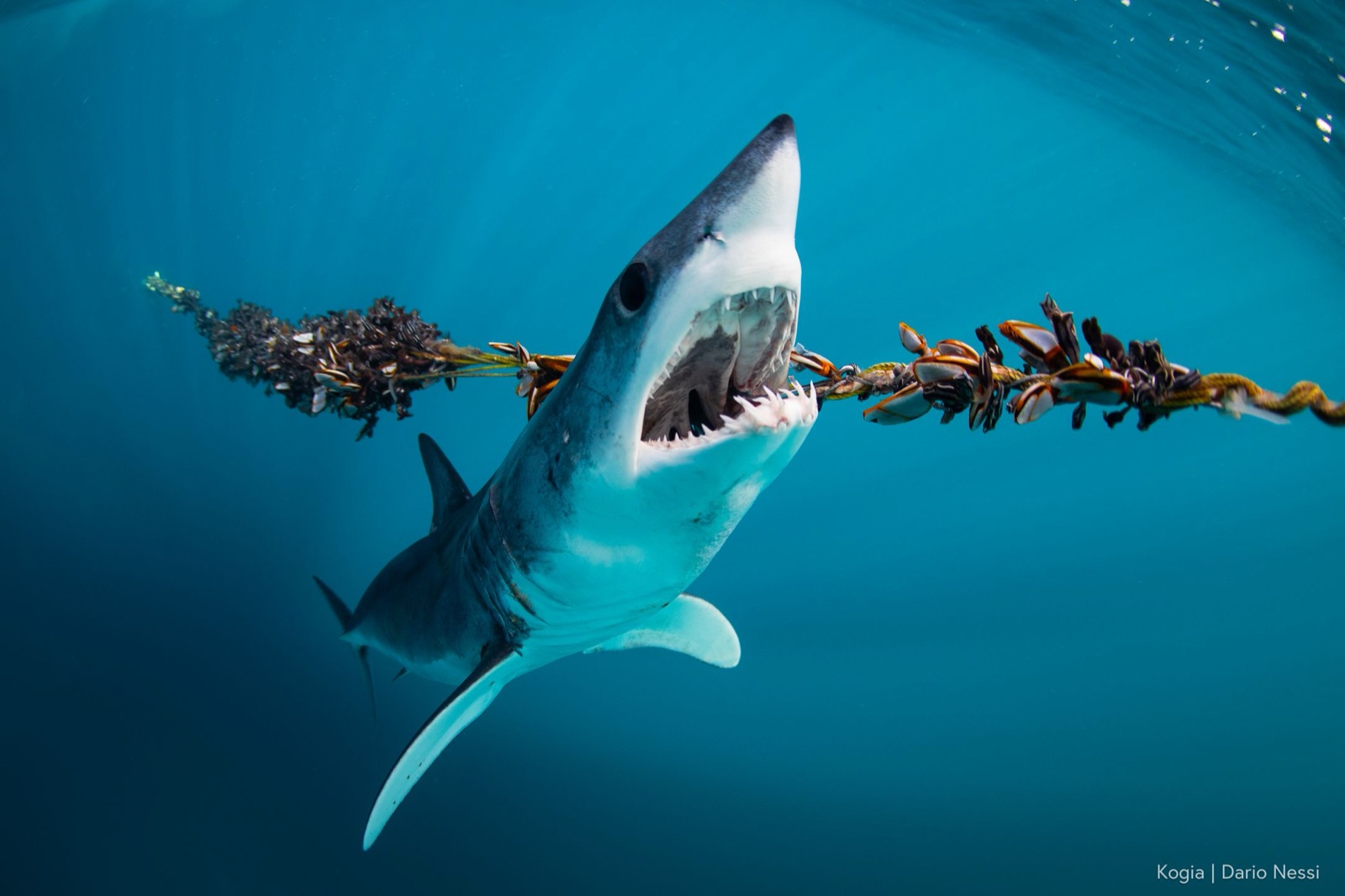 An endangered mako shark biting a barnacled longline rope in vivid blue water