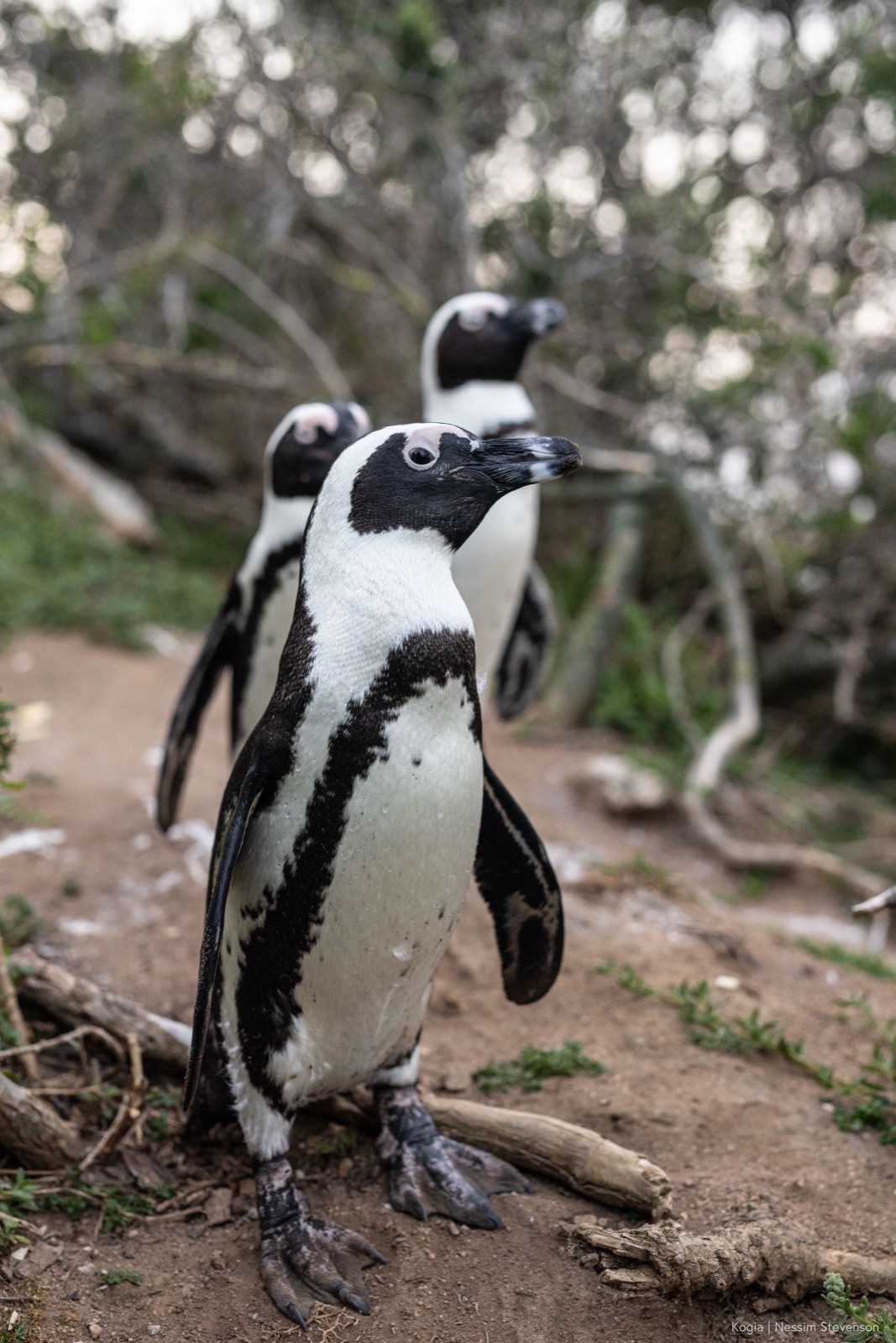 A group of penguins gathered at the water's edge