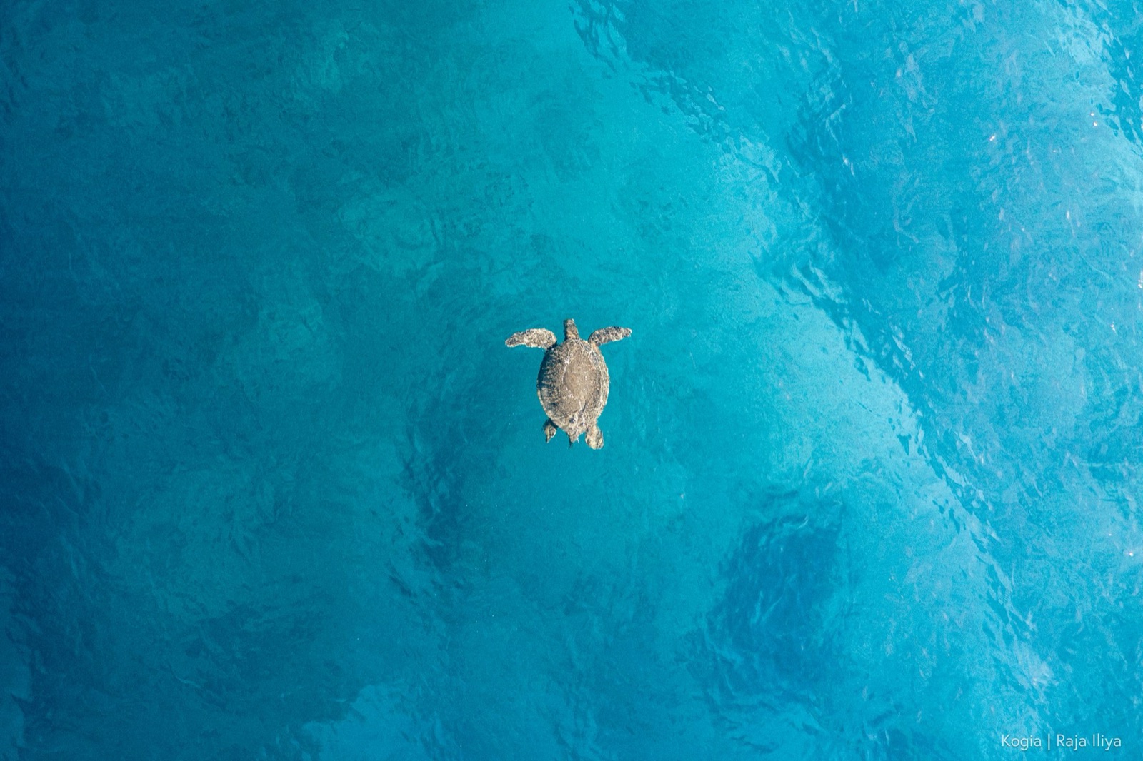 Aerial view of a turtle swimming over open water