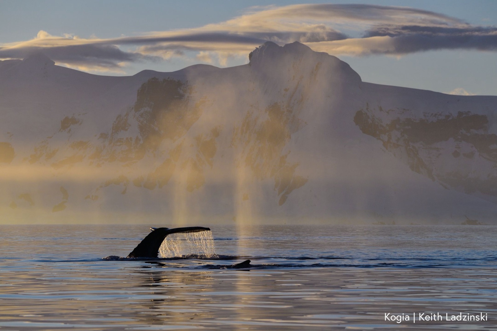 A humpback whale diving at golden hour, flukes raised above a misty sea