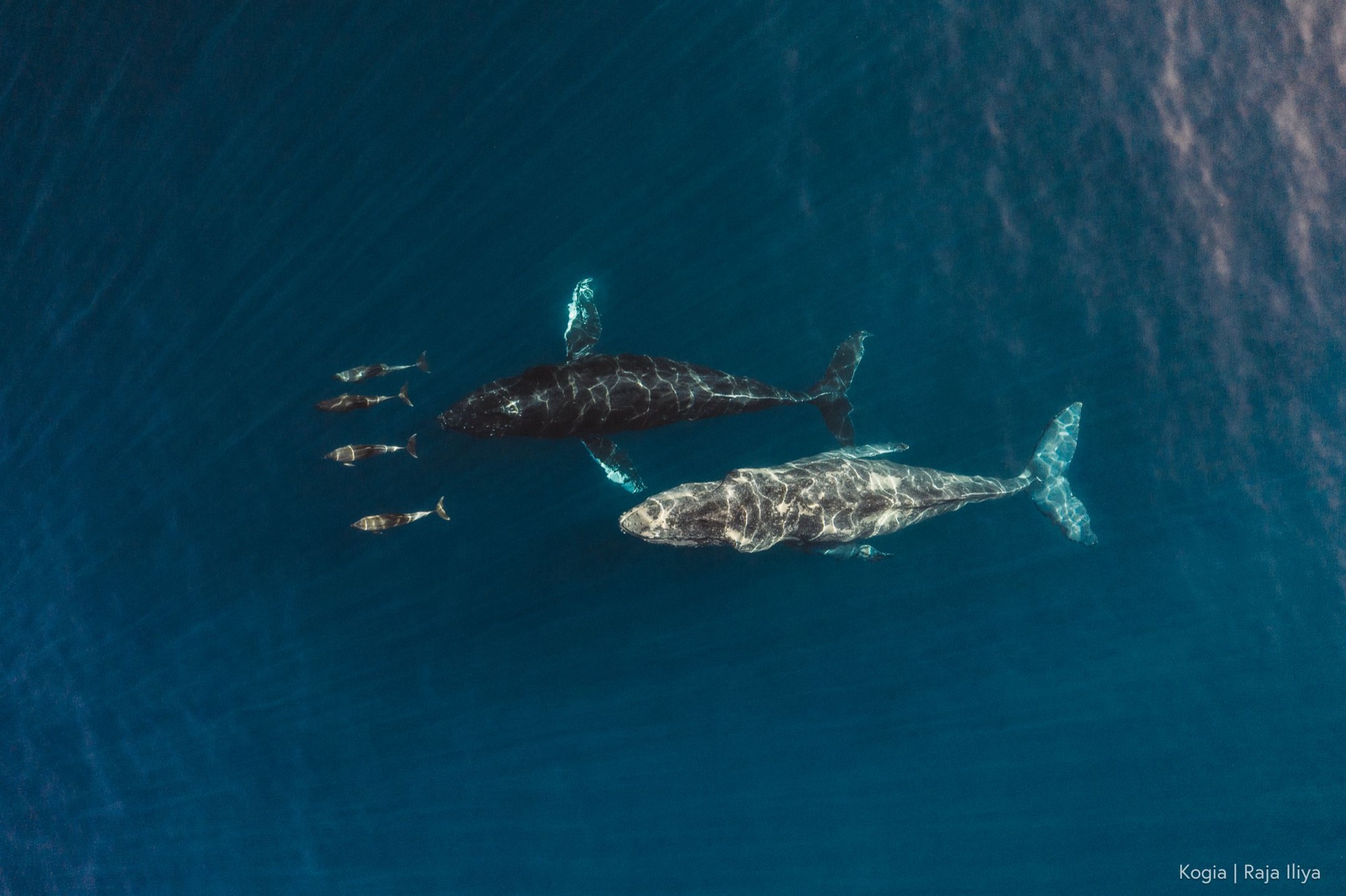 Aerial view of a humpback mother and calf